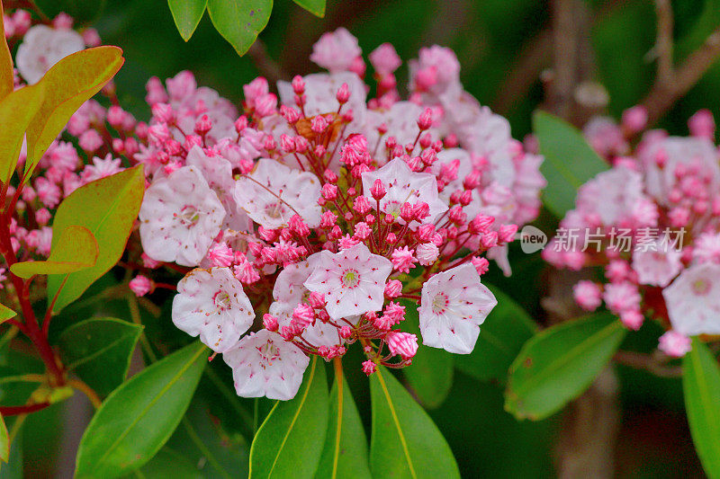 大叶菖蒲/山桂花